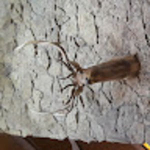 Meet your Posher, Jesus